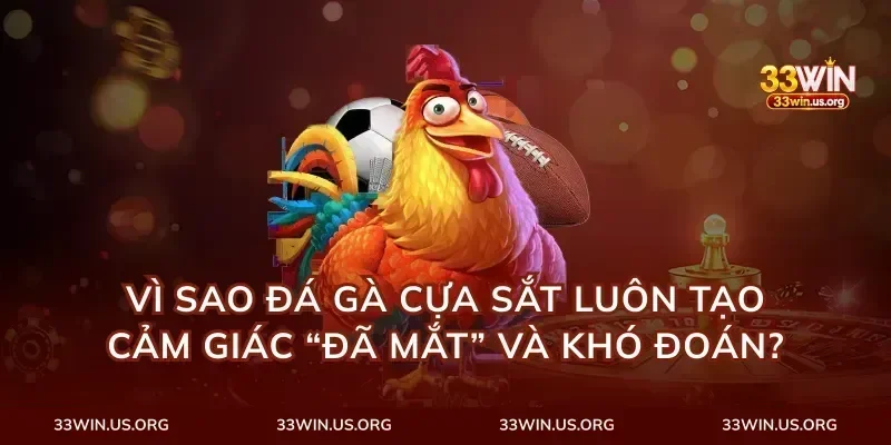 Vì sao đá gà cựa sắt luôn tạo cảm giác “đã mắt” và khó đoán?