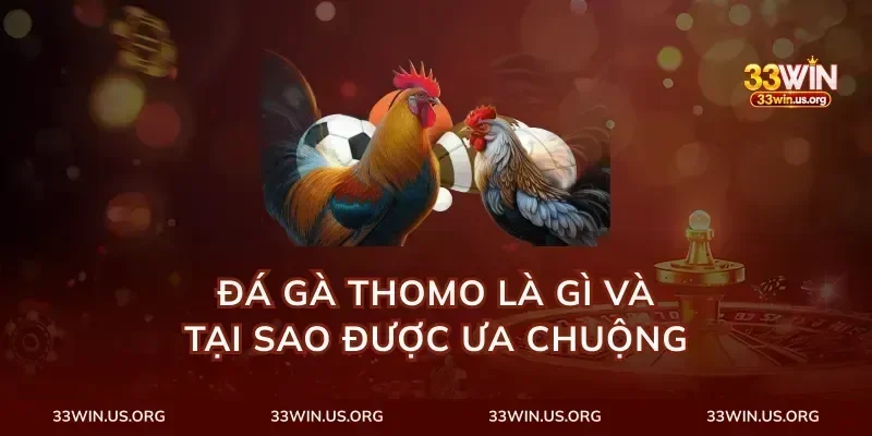 Đá Gà Thomo Là Gì Và Tại Sao Được Ưa Chuộng